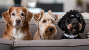 Must-have pet products for new owners, including dog hoodies, bandanas, beds, collars, bowls, and feeding mats
