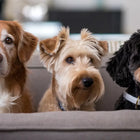 Must-have Pet Products: Rock Cool Pet Hoodies and Bandanas Today