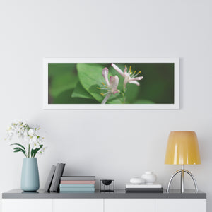 Lonicera, white flowers, Honeysuckle, Framed Horizontal Poster