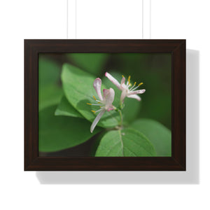 Lonicera, white flowers, Honeysuckle, Framed Horizontal Poster