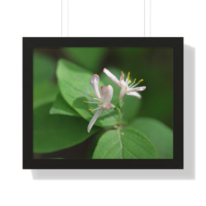 Lonicera, white flowers, Honeysuckle, Framed Horizontal Poster