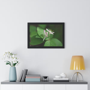Lonicera, white flowers, Honeysuckle, Framed Horizontal Poster
