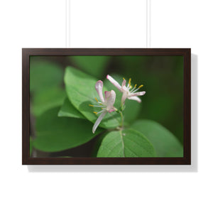 Lonicera, white flowers, Honeysuckle, Framed Horizontal Poster