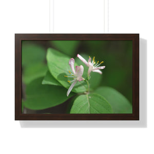 Lonicera, white flowers, Honeysuckle, Framed Horizontal Poster