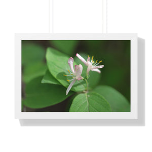 Lonicera, white flowers, Honeysuckle, Framed Horizontal Poster