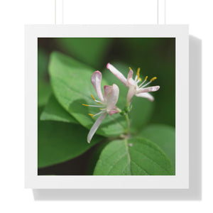 Lonicera, white flowers, Honeysuckle, Framed Horizontal Poster