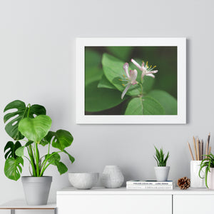 Lonicera, white flowers, Honeysuckle, Framed Horizontal Poster