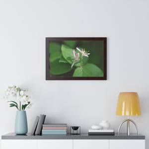 Lonicera, white flowers, Honeysuckle, Framed Horizontal Poster