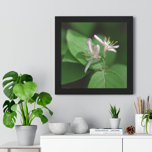 Lonicera, white flowers, Honeysuckle, Framed Horizontal Poster