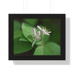 Lonicera, white flowers, Honeysuckle, Framed Horizontal Poster