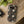 Mystic Night Floral Phone Case — Moon, Moths & Mushroom Pattern Tough Case