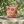 Floral Pansy Face Decorative Pillow — Cheerful Yellow Botanical Throw Pillow