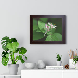 Lonicera, white flowers, Honeysuckle, Framed Horizontal Poster