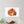 Autumn fox and pumpkins fall wall decal - decals