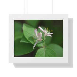 Lonicera, white flowers, Honeysuckle, Framed Horizontal Poster