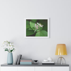 Lonicera, white flowers, Honeysuckle, Framed Horizontal Poster