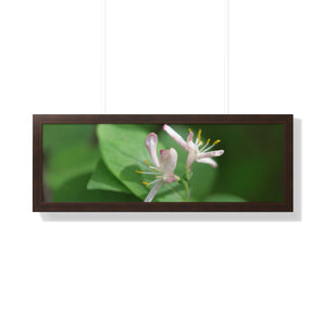 Lonicera, white flowers, Honeysuckle, Framed Horizontal Poster