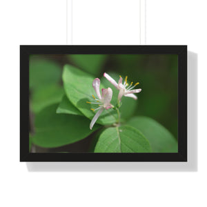 Lonicera, white flowers, Honeysuckle, Framed Horizontal Poster