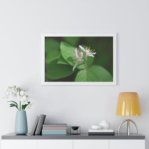 Lonicera, white flowers, Honeysuckle, Framed Horizontal Poster