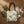 A cream-colored fabric tote bag with a green holly and mistletoe pattern, styled on a wooden tabletop with a green notebook, eucalyptus sprig, a cup of coffee, and a folded cream cloth.