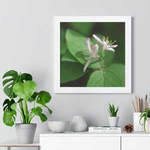 Lonicera, white flowers, Honeysuckle, Framed Horizontal Poster