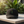Black botanical hat on an outdoor café table