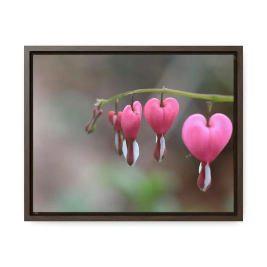 Brighten Walls with Bleeding Hearts Gallery Canvas Wraps!