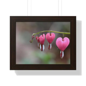 Bleeding Hearts Gallery Poster Pink Flowers Framed Art Dipaliz - 14″ x 11″ / Walnut - Posters Prints & Visual Artwork