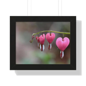 Bleeding Hearts Gallery Poster Pink Flowers Framed Art Dipaliz - 14″ x 11″ / Black - Posters Prints & Visual Artwork