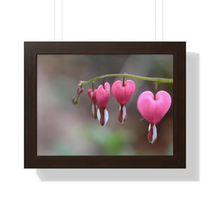 Bleeding Hearts Gallery Poster Pink Flowers Framed Art Dipaliz - 16″ x 12″ / Walnut - Posters Prints & Visual Artwork