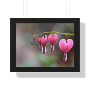 Bleeding Hearts Gallery Poster Pink Flowers Framed Art Dipaliz - 16″ x 12″ / Black - Posters Prints & Visual Artwork