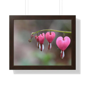 Bleeding Hearts Gallery Poster Pink Flowers Framed Art Dipaliz - 20’’ x 16’’ / Walnut - Posters Prints & Visual Artwork