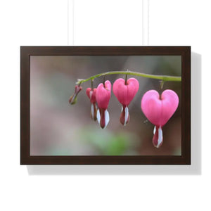 Bleeding Hearts Gallery Poster Pink Flowers Framed Art Dipaliz - 24″ x 16″ / Walnut - Posters Prints & Visual Artwork