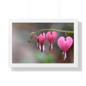 Bleeding Hearts Gallery Poster Pink Flowers Framed Art Dipaliz - 24″ x 16″ / White - Posters Prints & Visual Artwork