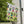 Potted Plants House Banner – Poly Poplin Fabric - Dipaliz - Flags & Windsocks
