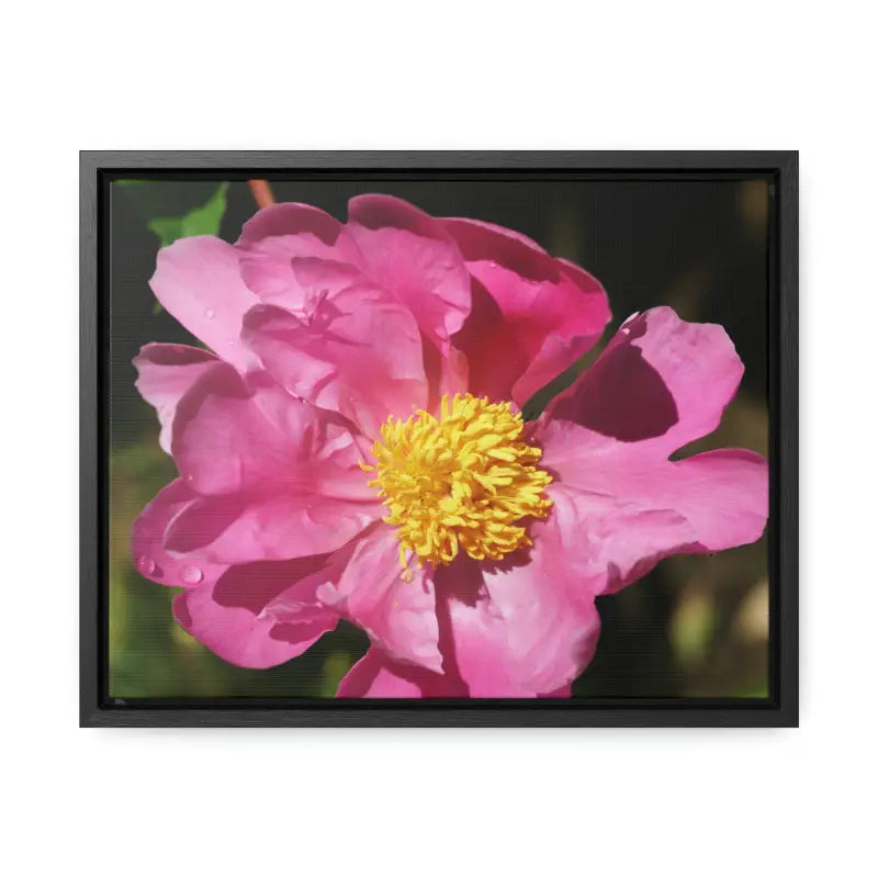 Elegance in Bloom: Pink Flower Gallery Canvas Wrap - 14″ x 11″ / Black / Premium Wraps (1.25″)