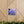 Blue Forget-me-not Canvas Gallery Wraps - Cotton - Dipaliz - Prints