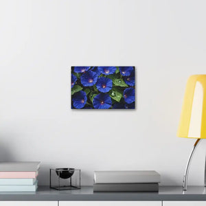 Canvas - Blue Morning Glory Art - Rainy Bloom Print - Dipaliz
