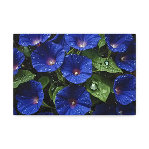 Canvas - Blue Morning Glory Art - Rainy Bloom Print - Dipaliz 12’’ x 8’’ (horizontal) / 1.5’’