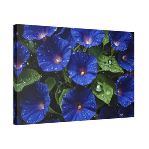 Canvas - Blue Morning Glory Art - Rainy Bloom Print - Dipaliz