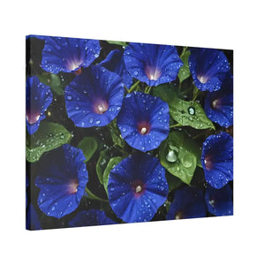 Canvas - Blue Morning Glory Art - Rainy Bloom Print - Dipaliz