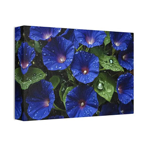Canvas - Blue Morning Glory Art - Rainy Bloom Print - Dipaliz