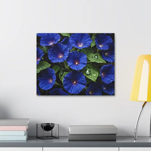 Canvas - Blue Morning Glory Art - Rainy Bloom Print - Dipaliz