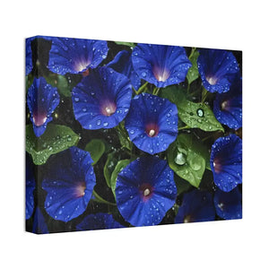Canvas - Blue Morning Glory Art - Rainy Bloom Print - Dipaliz