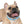 Personalized Blue Spheres Dog Collar - Odor Resistant - Dipaliz - Standard Collars