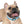 Personalized Blue Spheres Dog Collar - Odor Resistant - Dipaliz - Standard Collars