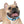 Personalized Blue Spheres Dog Collar - Odor Resistant - Dipaliz - Standard Collars