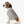Soft Pet Tank - Loved Paw Print Dog - Dipaliz - Shirts