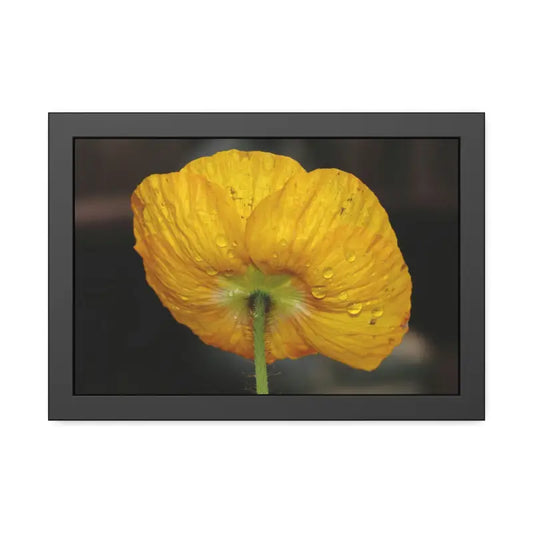 Brighten Your Space With Yellow Poppy Flower Posters! - 18″ x 12″ (horizontal) / Black Frame / Fine Art