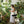 Large Monstera Leaf Tote Bag - Eco Canvas Market - Dipaliz - Bags